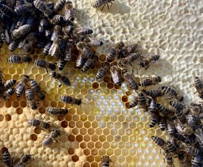 Brumlovka has welcomed brand new tenants, and this time they are bees and two new hives